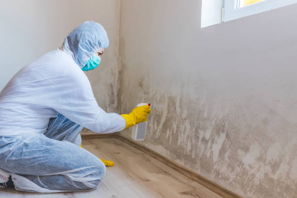 Licensed Mold Remediation service in Hanover, MD - WQB Mold Removal